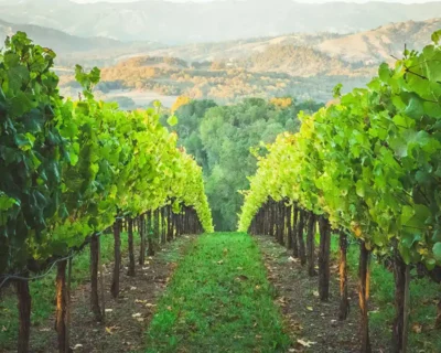Healdsburg vineyard